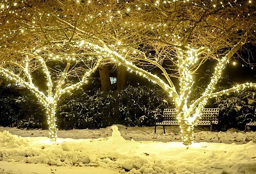 trees with many white lights